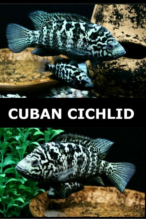 Fish Infographic, Swordtail Fish, American Cichlid, Platy Fish, Sustained Investigation, South American Cichlids, Cichlid Fish, Female Of The Species, Creature Marine