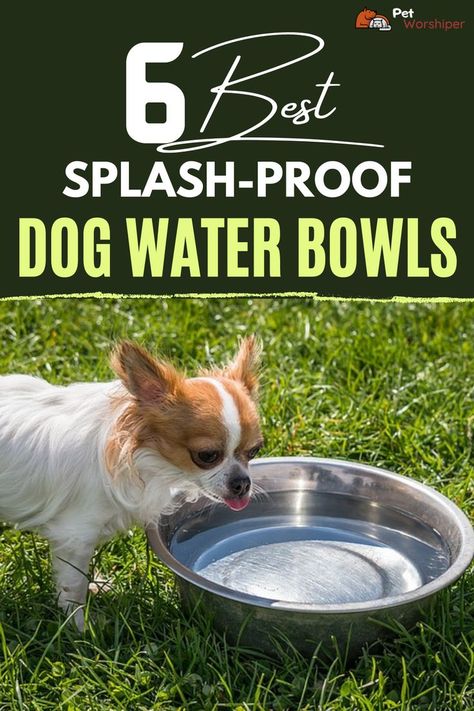 Dog drinking water No Spill Dog Water Bowl, Dog Water Bowl Mess, Dog Water Bowl, Puppy Proofing, Diy Bowl, Dog Water Bowls, Hard Water Stains, Up Dog, Puppy Play