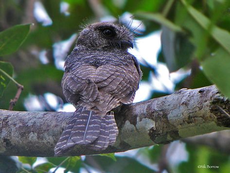 The New Caledonian owlet-nightjar (Aegotheles savesi) also known as the enigmatic owlet-nightjar, is a large owlet-nightjar (a kind of bird related to swifts and goatsuckers) with vermiculated grey-brown and black plumage.This bird is endemic to New Caledonia’s Melaleuca savanna and humid forests. Other members of its genus are highly territorial and nest in holes in trees. Port Moresby, Black Eyebrows, West Papua, Kinds Of Birds, New Guinea, Bird Species, Papua New Guinea, Brown And Grey, The Internet