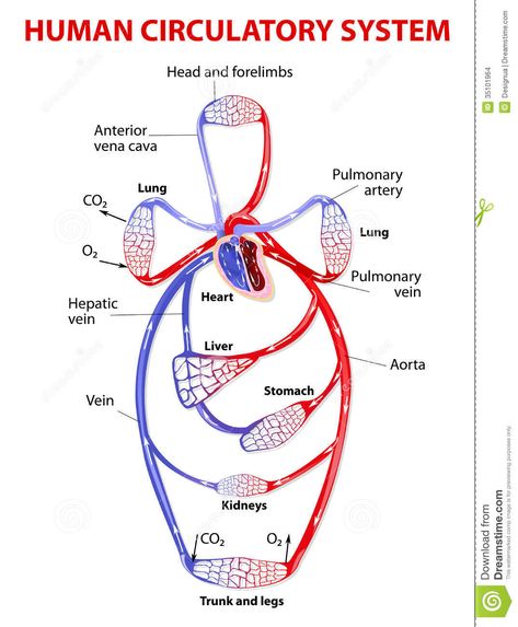 Double circulatory system. Illustration about cardiology, cava, brain, bloodstream, circulation, digestive, biology, hormones, circulatory, anatomy, coronary, body, cells - 35101964 Circulatory System Function, Human Circulatory System, Heart Function, Poor Circulation, Essential Oil Benefits, Circulatory System, Cardiovascular System, Respiratory System, Oil Benefits