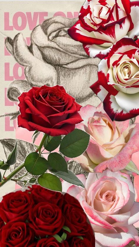 #roses #pink #red Rose Collage, Collage Ideas, Roses Pink, Cute Simple Wallpapers, Simple Wallpapers, Pink Red, Roses, Wallpapers, Collage