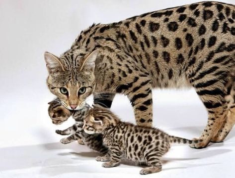 16 Largest Breeds of Cat Ashera Cat, Savanna Cat, Gato Bengali, Savannah Kitten, Serval Cats, Rare Cats, Mother Cat, Exotic Cats, Savannah Cat