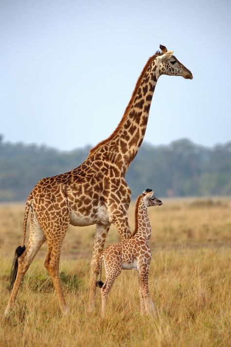 Giraffe Pictures Photography, Giraffe Pics, Baby Giraffes, Giraffe Wallpaper, Giraffes, Giraffe Photography, Zoo Giraffe, Giraffe Images, Giraffe Photos