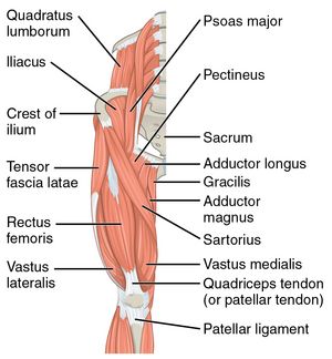 Hip Flexors - Physiopedia Head Muscles, Note Taking Strategies, Bursitis Hip, Hamstring Muscles, Hip Injuries, Gluteal Muscles, Hip Flexor Stretch, Muscular System, Psoas Muscle