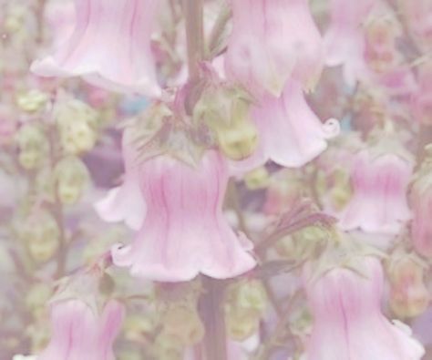 Bellflower Aesthetic, The Flowers, Pretty Flowers, Flowers, Pink, Quick Saves