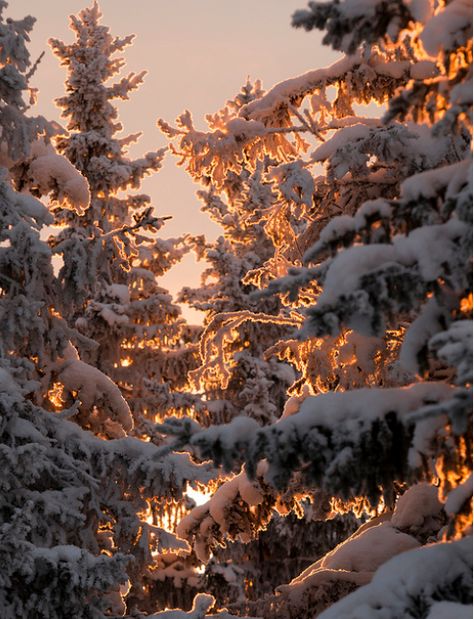 #snow #winter #christmas Christmas Nature Aesthetic, Snow On Pine Trees, Cold Christmas Aesthetic, Snow Covered Trees, Winter Inspo, I Love Winter, Winter Vibes, Winter Magic, Winter Scenery