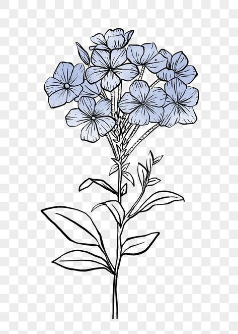 Png Art Aesthetic, Line Art Transparent Background, Phlox Flower Drawing, Blue Flowers Aesthetic Drawing, Phlox Flower Tattoo, Flores Aesthetic Png, Phlox Tattoo, Floral Background Drawing, Flower Transparent Background