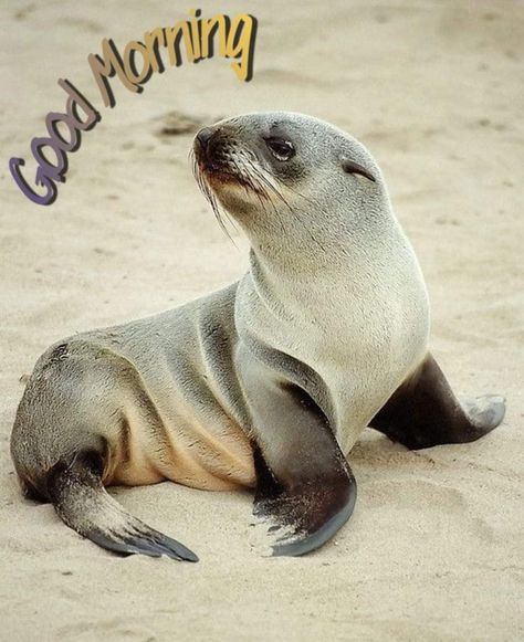 Fur Seal, Sea Mammal, Cute Seals, Seal Pup, Baby Seal, Aquatic Animals, Marine Mammals, Like Animals, Sea Lion