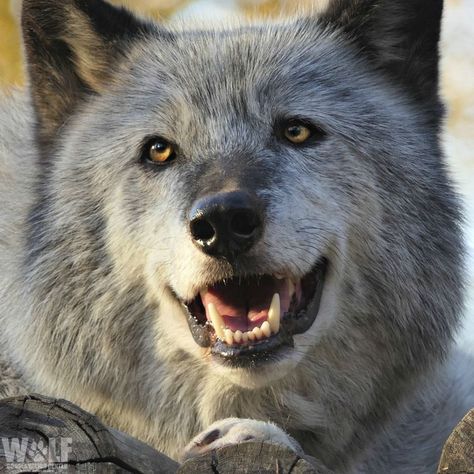 Wolf Nose, Funny Wolf, Wolf Husky, Dog Expressions, Wolf Photography, Wolf Pictures, Beautiful Wolves, Cool Swords, Snow Dogs