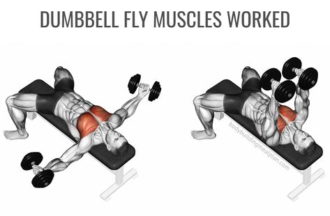 Dumbbell Fly Muscles Worked Image Dumbell Fly, Flat Dumbbell Fly, Pec Workouts, Chest And Shoulder Workout, Dumbbell Chest Workout, Chest Workout Routine, Dumbbell Fly, Dumbbell Shoulder, Biceps Brachii