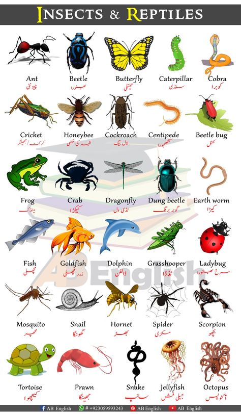 Insects and Reptiles names in English with Urdu/Hindi Human Body Vocabulary, Name Of Vegetables, Fruits Name In English, General Knowledge For Kids, Animals Name In English, Animal Pictures For Kids, Logic And Critical Thinking, English Grammar For Kids, English Phrases Sentences