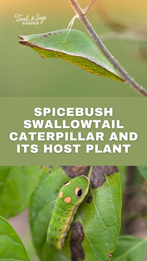 A spicebush swallowtail chrysalis and caterpillar Spicebush Swallowtail Caterpillar, Swallowtail Caterpillar, Spicebush Swallowtail, Raising Butterflies, Swallowtail Butterflies, Sage Garden, Swallowtail Butterfly, Life Cycle, Growing Vegetables