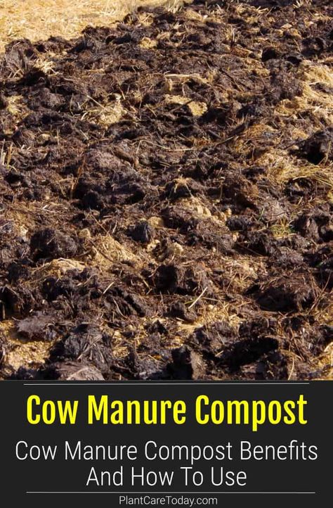 Cow Manure Compost, Cow Manure For Garden, Composting Tips, Manure Tea, Manure Composting, Organic Fertilizers, Vege Garden, Mushroom Compost, Garden Mulch