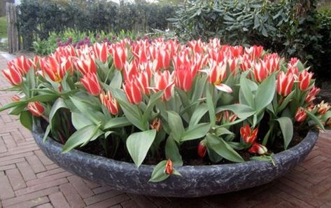 Tulip Planting, Canadian Gardening, Potting Ideas, Spring Planters, Bulb Planting, Planter Arrangements, Garden Front Of House, Beginners Landscaping, Container Herb Garden