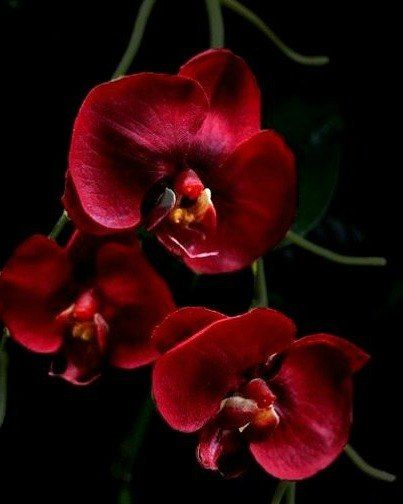 Raindrops and Roses Monkey Orchid, Red Orchid, Orchid Seeds, Raindrops And Roses, Red Orchids, Popular Flowers, Unusual Flowers, Orchid Care, Organic Seeds