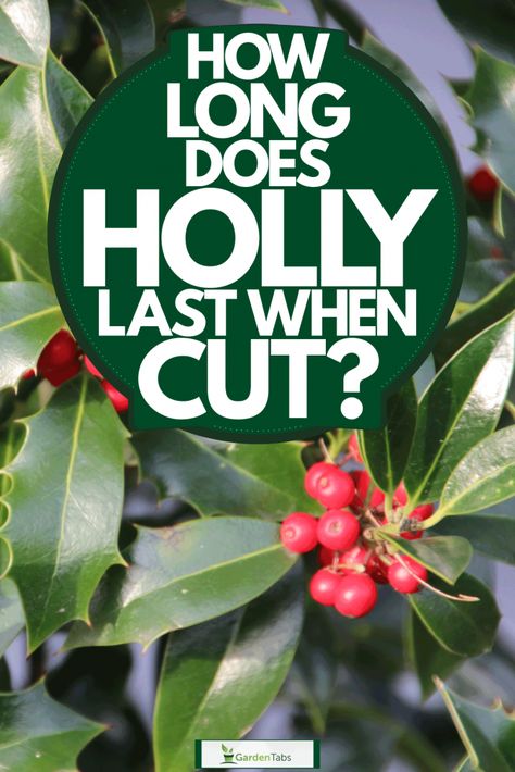 Holly Plant, Cut Garden, Holly Bush, Holly Decorations, Dark Green Leaves, Berry Bushes, Holly Tree, Holly Wreath, Outdoor Wreaths