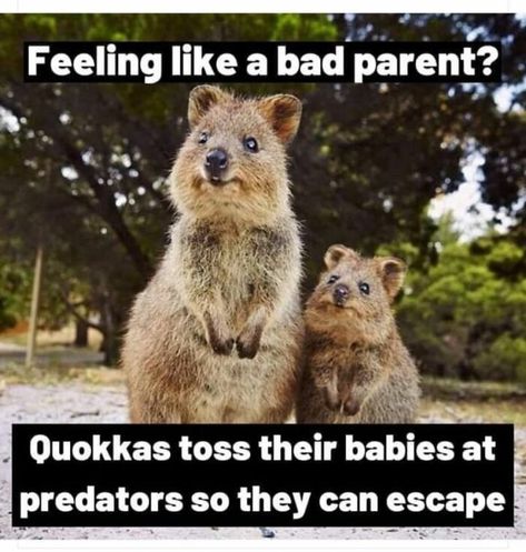 Bad Parenting Quotes, Bad Humor, Bad Parents, Parenting Memes, Memes Humor, Funny Animal Memes, Top Funny, Parenting Humor, Picture Captions