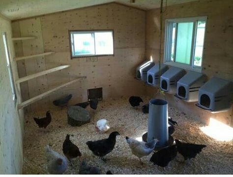 Corner roost idea Corner Chicken Roost, Barn Shop Ideas, Chicken Roost, Duck Coop, Backyard Chicken Coop Plans, Chicken Coup, Big Farm, Barn Shop, Coop Ideas