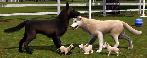 Sims 3 Pets, The Sims 3 Pets, Pet Wolf, Sims Pets, Wolf Game, Wolf Hybrid, The Sims 3, Sims 3, The Sims