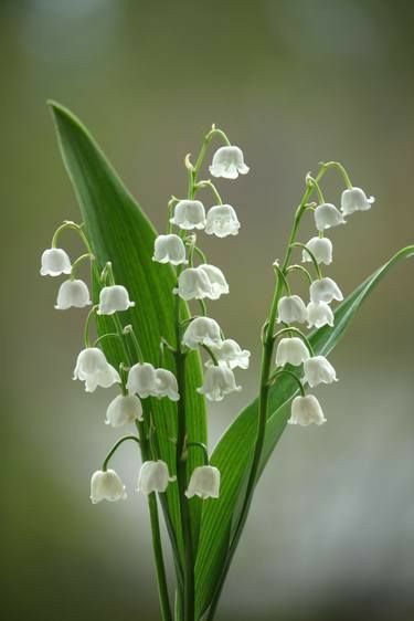 Lily Of The Valley Flowers, Valley Flowers, Photorealism, Art Color, Flower Photos, Lily Of The Valley, Flower Pictures, Love Flowers, Amazing Flowers