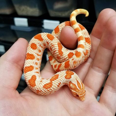 Albino Hognose Snake, Western Hognose, Western Hognose Snake, Snake Terrarium, Hognose Snake, Pretty Snakes, Photo Iphone, Corn Snake, Cute Reptiles