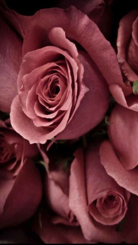 Pink Roses Pantone 2015, Marsala Color, Coming Up Roses, Antique Roses, Love Rose, Flower Beauty, Color Of The Year, Rose Color, Love Flowers