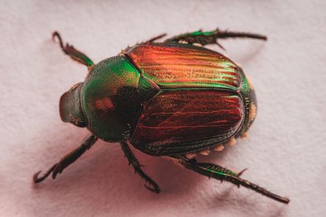 Japanese beetle | Free Photo #Freepik #freephoto #wings #japanese #shell #insect Potato Bugs, Japanese Beetle, Beetle Drawing, Green Bug, Beetle Art, Japanese Beetles, Bird Stand, Small Insects, Scientific Illustration