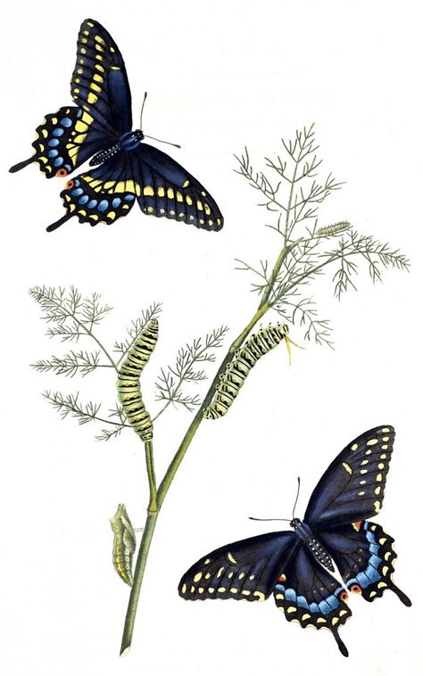 Black Swallowtail butterflies (1797). Male top left, femal… | Flickr Caterpillar Tattoo, Black Swallowtail, Art Papillon, Butterfly Vintage, Spring Birthday, Butterfly Images, Swallowtail Butterfly, Butterfly Illustration, Butterfly Drawing