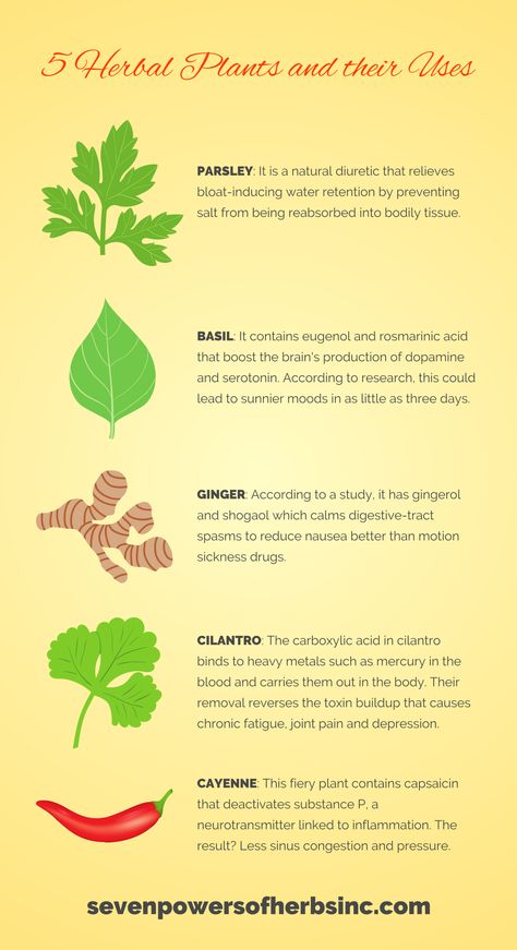 Learn more what these herbal plants and their uses by visiting Seven Powers of Herbs, Inc. #herbs #SevenPowers #herbalhealing Herbal Plants And Their Uses, Plants And Their Uses, Medicinal Weeds, Reduce Nausea, Herbs Plants, Natural Diuretic, Carboxylic Acid, Herbal Plants, Herbal Healing