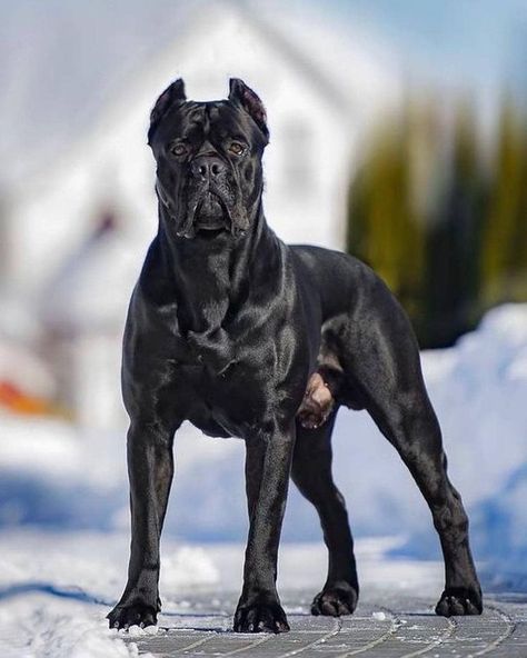 King Corso Dog, Black Cane Corso, Chien Cane Corso, Cane Corso Italian Mastiff, Guard Dog Breeds, Cane Corso Mastiff, Cane Corso Puppies, Big Dog Breeds, Cane Corso Dog