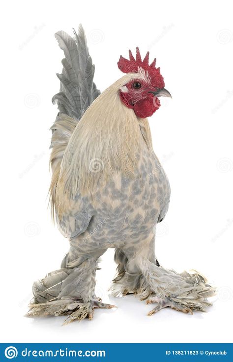 Poultry Breeds, Chicken Images, White Background Photo, Chicken Coops, Editorial Illustration, Free Stock Photos, Rooster, White Background, Stock Images