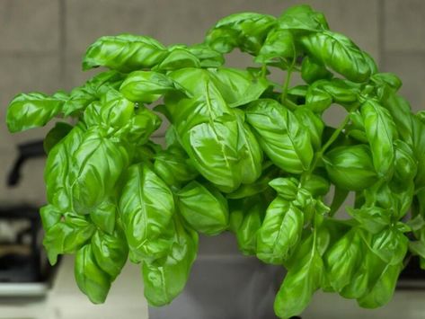 Growing Different Types of Basil | Sow Many Plants | NewsBreak Original Growing Basil Indoors, Preserving Basil, Types Of Basil, Cinnamon Basil, Growing Basil, Basil Plant, Insecticidal Soap, Lemon Basil, Thai Basil