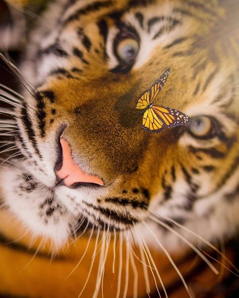 tiger.savannah on Instagram: “Train your mind to be calm in every situation. Are you the tiger or the butterfly? 🐯🦋 . Love tigers 🐯? ❤️ Follow us! 🌟…” Tiger Photos, Tiger Love, Siberian Tiger, Tiger Tattoo, Auburn Tigers, Wild Nature, Cute Animal Photos, Pet Puppy, Animal Logo