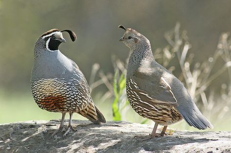 California Quail (callipepla californica) | Flickr - Photo Sharing! California Quail, Quail Hunting, Quails, Desert Animals, Hatching Eggs, Game Birds, Bird Pictures, Pretty Birds, Colorful Birds