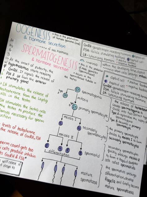 Reproduction Notes Aesthetic, Life Science Grade 12 Notes, Spermatogenesis Notes, English Notes Aesthetic, Formula Sheet, Bio Notes, Learn Biology, English Notes, Study Stuff