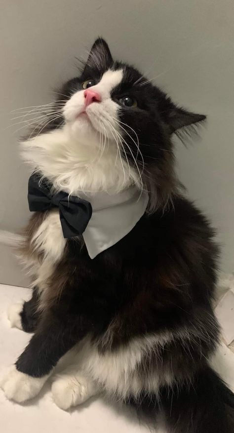 Cats In Ties, Cat Tuxedo Wedding, Cats In Suits, Cat Tuxedo, Cat Outfits, Cat Profile, Cat Wedding, Cat Glasses, Boy Cat