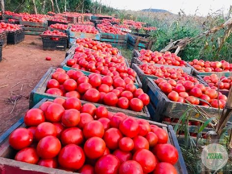 Before you think of growing tomatoes or any other cash crop, you need to think of your market. Where will you sell the tomatoes? Is it in the village, at the growth point or town? How are you going to get your tomatoes to the market? If you are using a river or well to irrigate, does the river or well have enough water to get your crop to maturity? Tomato Farming, Cash Crop, Growing Tomatoes, The Village, The River, Helicopter, Tomatoes, Farmer, You Think