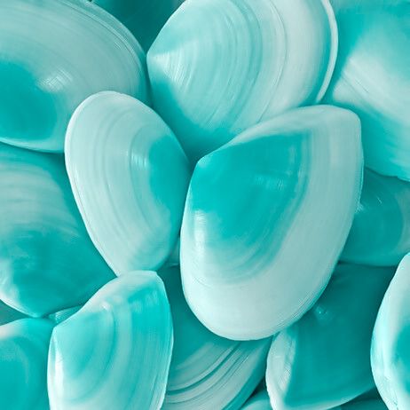 Teal Sea Aesthetic, Teal Moodboard, Teal Mood Board, Cyan Aesthetic, Fashion Design Inspiration Board, Blue Seashells, Turquoise Aesthetic, Aqua Turquoise, Aesthetic Photos