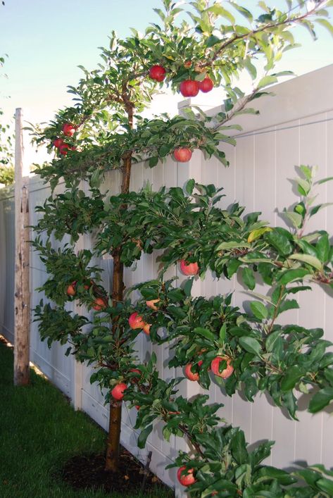 Scrub Ideas, Espalier Fruit Trees, Fruit Growing, Trellis Garden, Vertical Vegetable Gardens, Taman Air, Tree Growing, نباتات منزلية, Garden Vines