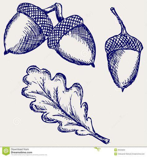 Illustration about Acorn. Doodle style. Vector sketch. Illustration of childish, handwritten, nutrition - 26595859 Acorn Doodle, Acorn Drawing, Acorn Image, Doodle Notes, Mighty Oaks, Doodle Style, Leaf Drawing, Vector Sketch, Oak Leaves