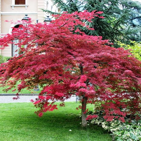 ACER palmatum atropurpureum Acer Palmatum Atropurpureum, Acer Atropurpureum, Bonsai Maple Tree, Acer Palmatum Katsura, Maple Tree Leaf, Acer Trees, Flor Design, Japanese Red Maple, Gunpowder Plot