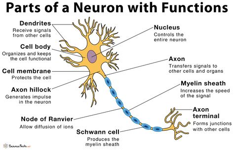 Structure Of Neuron Diagram, Nerve Cell Notes, Neuron Structure And Function, Brain Parts And Functions, Neuro Anatomy, Neuron Diagram, Neuron Structure, Nerve Structure, Brain Anatomy And Function