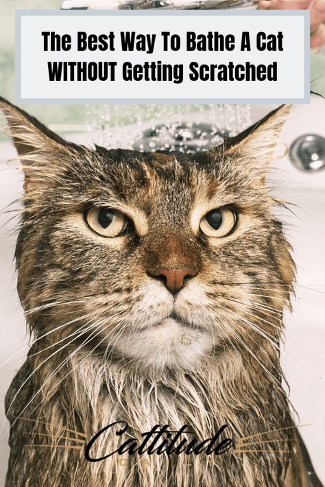 Cat Bath Tips, Bathing Cats Tips, Caring For Cats, Cat Bathing Tips, Cat Hygiene Tips, How To Give A Cat A Bath, How To Bathe A Cat, Cat Hygiene, Cat Knowledge