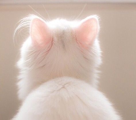 Soft Pink Theme, Baby Pink Aesthetic, Pastel Pink Aesthetic, White Cats, Cat Aesthetic, Pink Cat, White Aesthetic, Cute Little Animals, Anime Kawaii