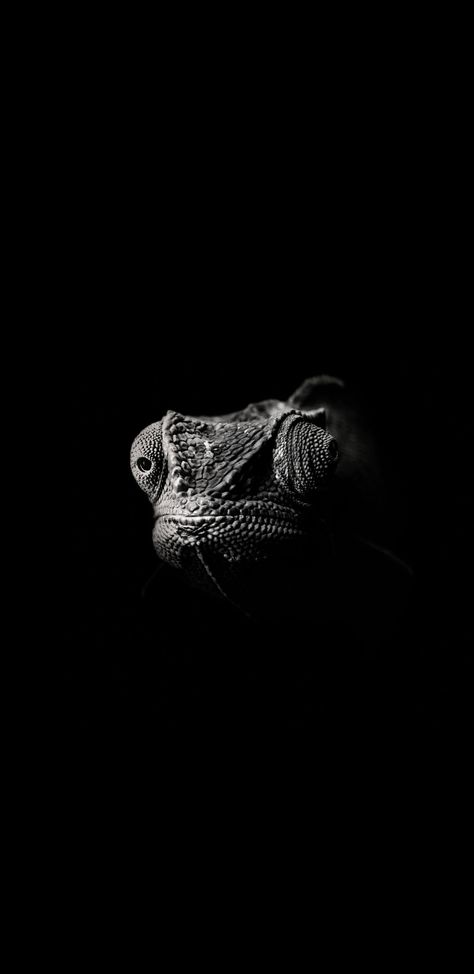 The chameleon. Black and white wallpaper for the QuadHD phone displays. Chameleon Aesthetic, Chameleon Photography, Chameleon Wallpaper, Class Inspiration, Chameleon Color, Chameleons, Samsung S9, Black And White Wallpaper, Samsung Wallpaper