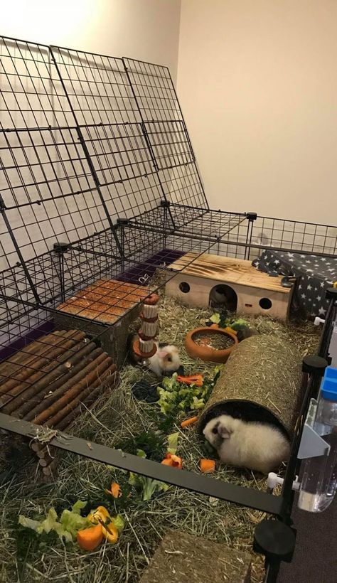 Ginipigs Cage, Guine Pig Cage, Guinea Pig C&c Cage Ideas, C And C Guinea Pig Cage, Guinea Pig Shed Ideas, Guinea Pig Enclosure Ideas, C C Cage Guinea Pigs Ideas, C&c Guinea Pig Cage Ideas, Guinea Pig Cage Ideas Indoor