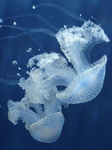 Jellyfish Pictures, Ocean Stuff, No Ordinary Girl, Sea Jellies, Princess Jellyfish, Animals Sea, Blue Jellyfish, Jellyfish Art, Deep Sea Creatures