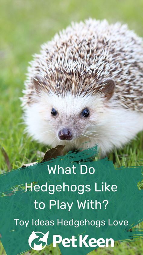 Hedgehogs are adorable pets. However, because they are rarer than other pets, finding toys suitable for this species can be challenging. Meeting your hedgehog’s stimulation needs can be difficult for this reason. #hedgehogsguide #smallpets #petkeen #petlovers #cutepets #rarepets #adorablepets Hedgehog Toys Ideas, Toys For Hedgehogs, Hedgehog Facts For Kids, What Do Hedgehogs Eat, Hedgehog Toys, Hedgehog Dilemma, Pygmy Hedgehog, Hedgehog Memes Hilarious, Hedgehog Pet