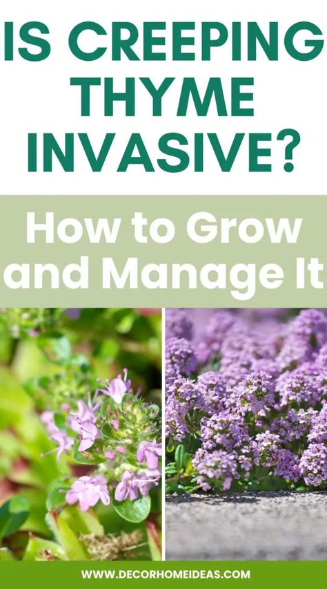 Is creeping thyme invasive? Blue Creeping Thyme, Creeping Thyme Between Pavers, Low Light Plants Outdoor, Midcentury Landscaping, Thyme Lawn, Red Creeping Thyme, Wooly Thyme, Growing Thyme, Thyme Plant