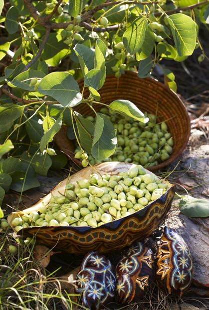 Bush Tucker, Native Foods, Anti Oxidants, Native Australians, Australian Plants, Aging Hair, Australian Native Plants, Kakadu Plum, Australian Bush